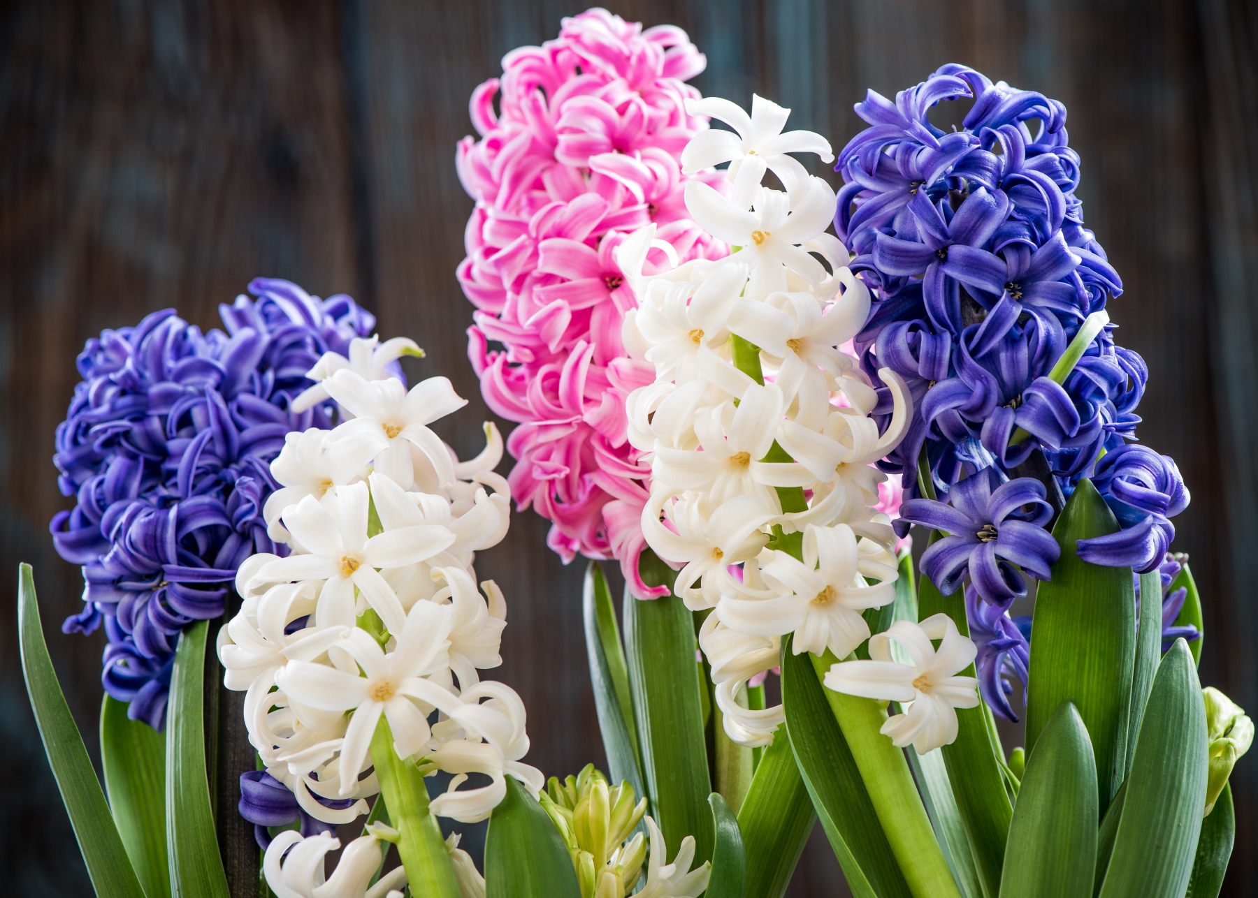 Exotic Flowers-Hyacinths