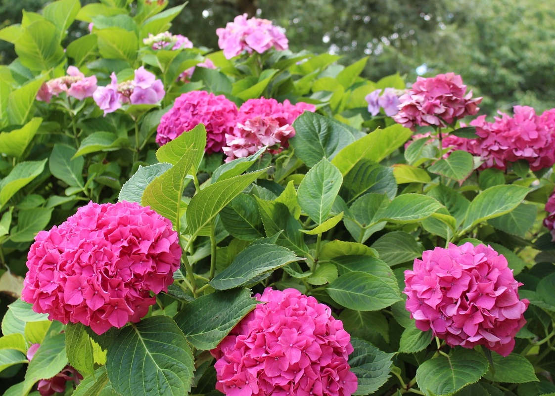 hydrangeas: how to plant, grow, and prune hydrangea shrubs | the old
