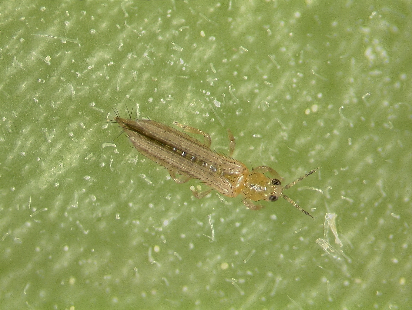 Thrips: Identify and Get Rid of Thrips | Control Garden Pests | The Old