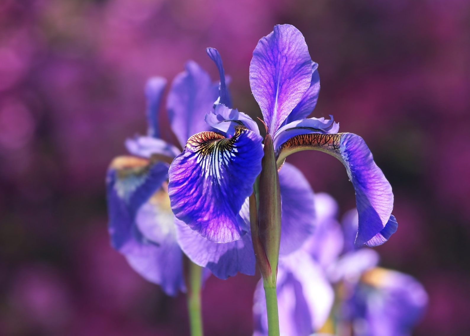 2 Iris Bearded Perennial Bulbs Charming And Stunning Mix Color Garden Flowers