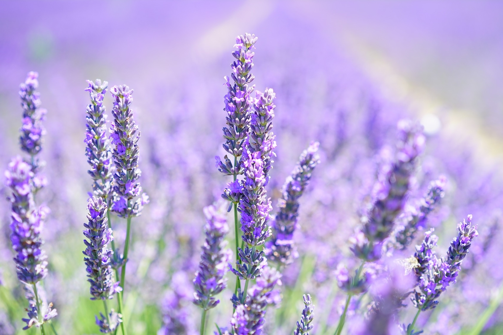 How to Care for Lavender in Winter | Indoors & Outdoors | The Old ...