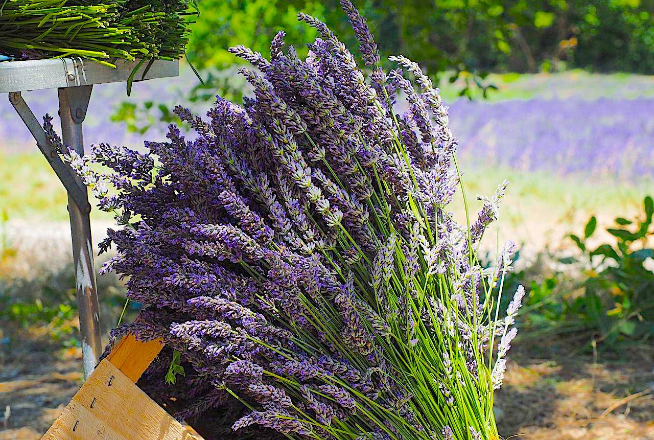 Lavender Benefits For Health And Home