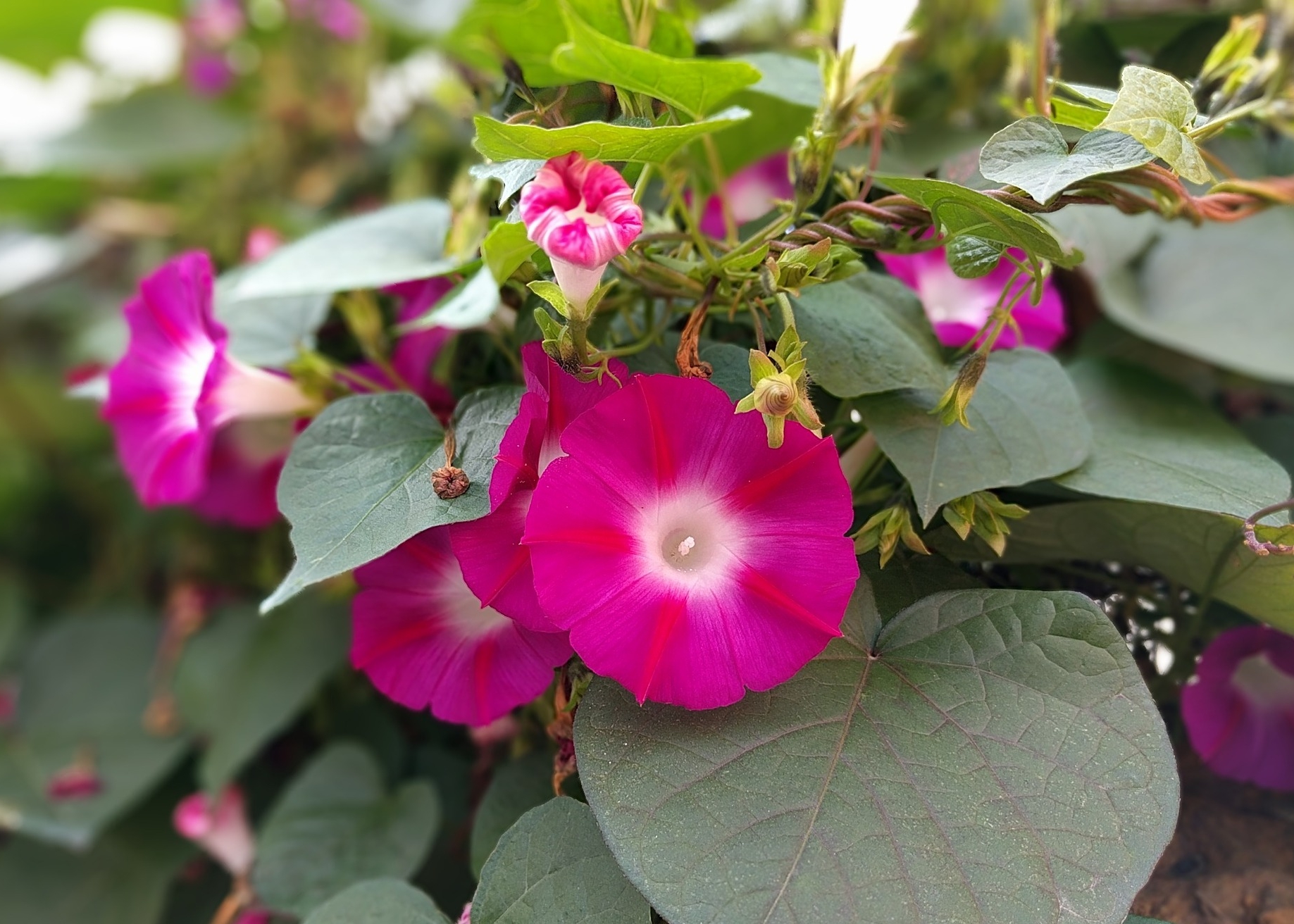 Morning Glories: How to Plant, Grow, and Care for Morning Glory Flowers | The Old ...1837 x 1312