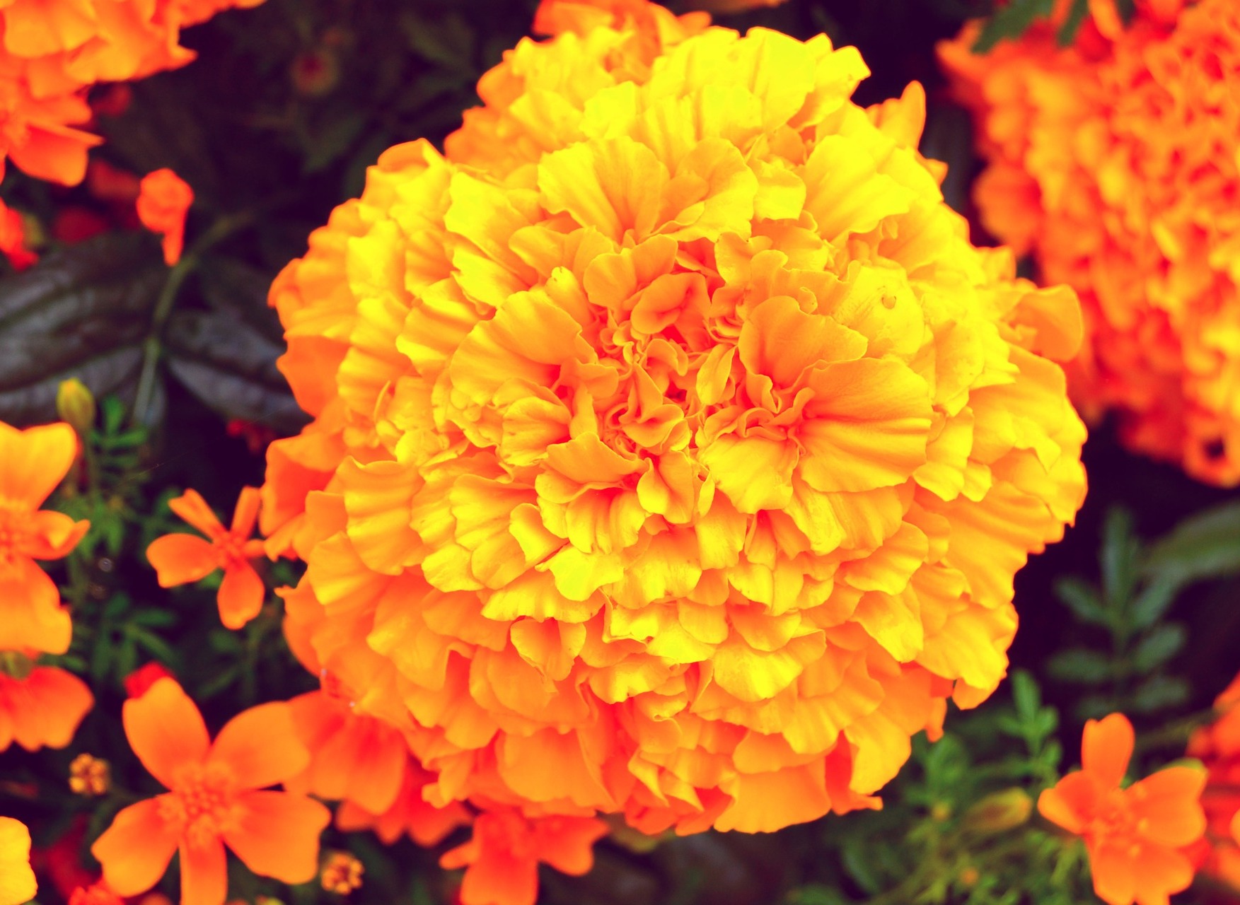 flower of the month october