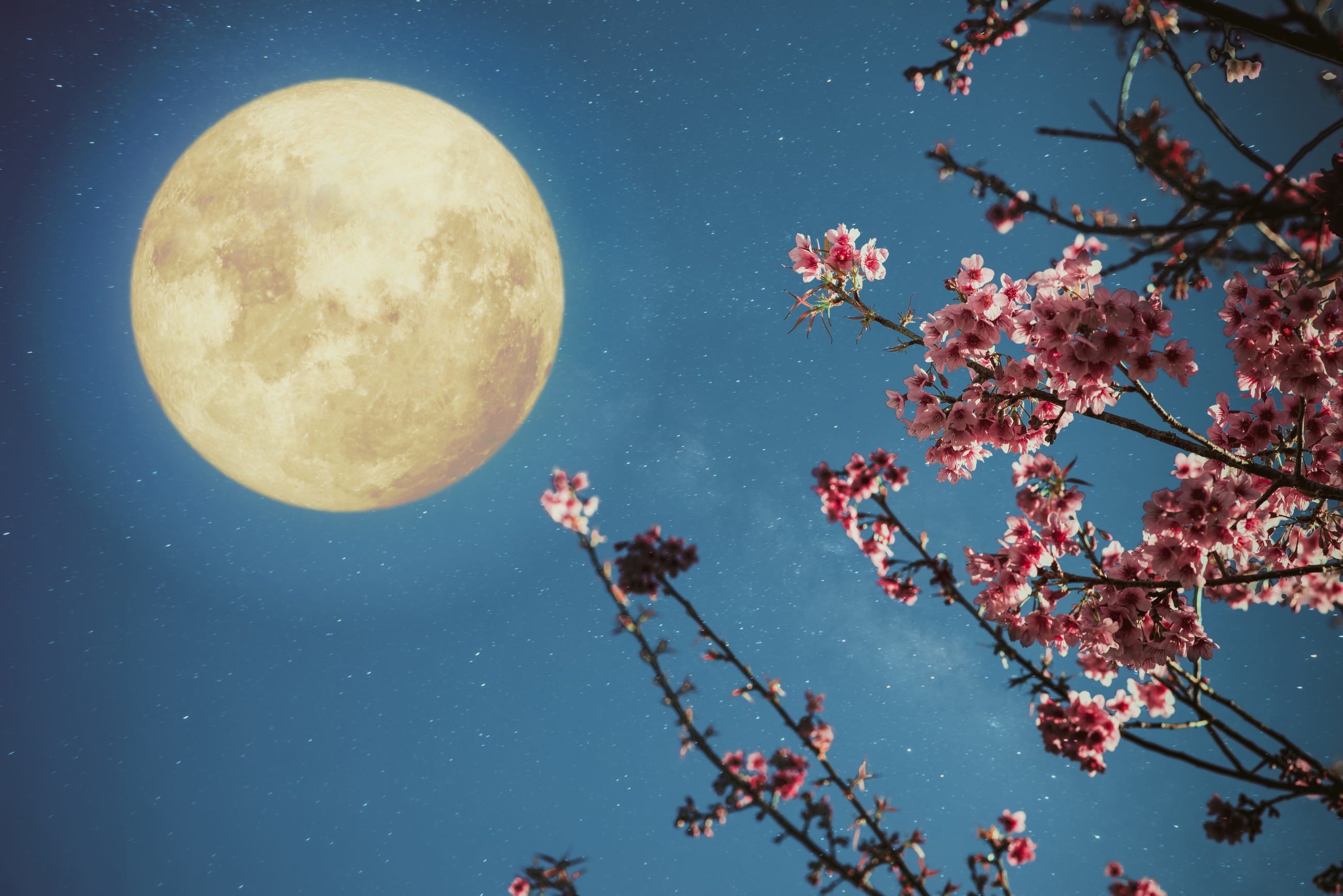 Gardening By The Moon How To Plant By The Moon S Phase The Old