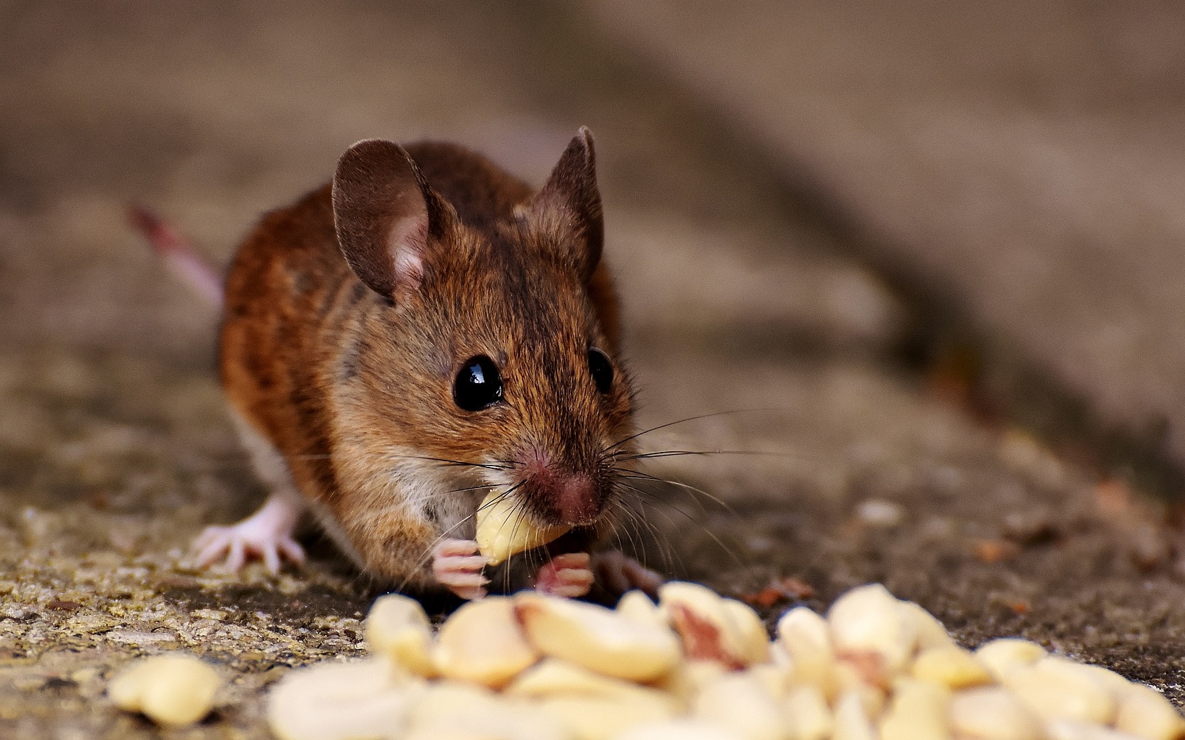 Mice: How to Identity and Get Rid of Mice in the Garden ...