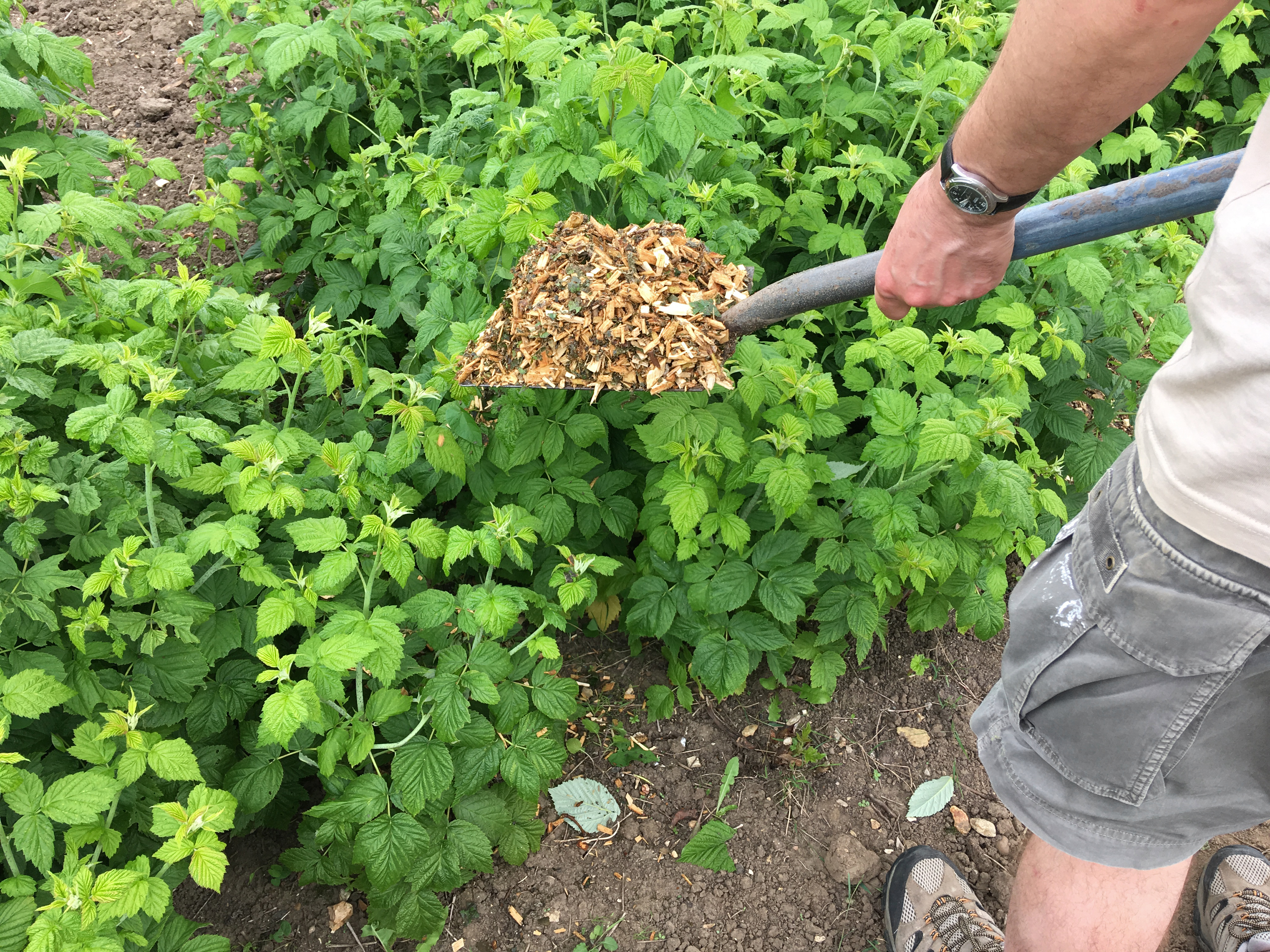 5 Safe And Easy Ways To Build A Weed Free Garden.