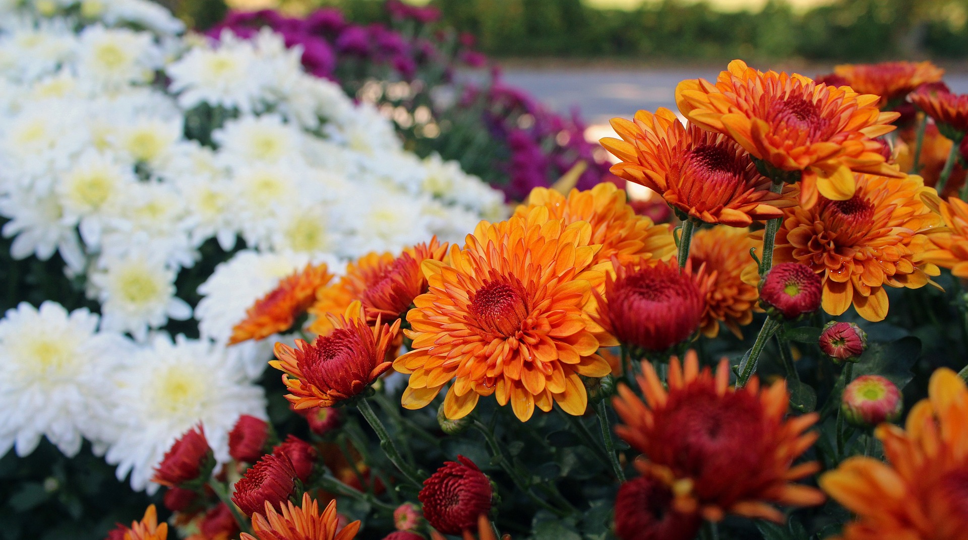 Chrysanthemums When To Plant Mums The Old Farmer S Almanac