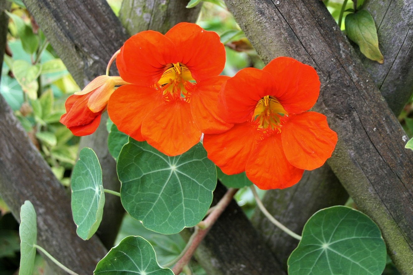Growing Nasturtiums: How to Plant, Grow, and Care for Nasturiums | The Old  Farmer's Almanac