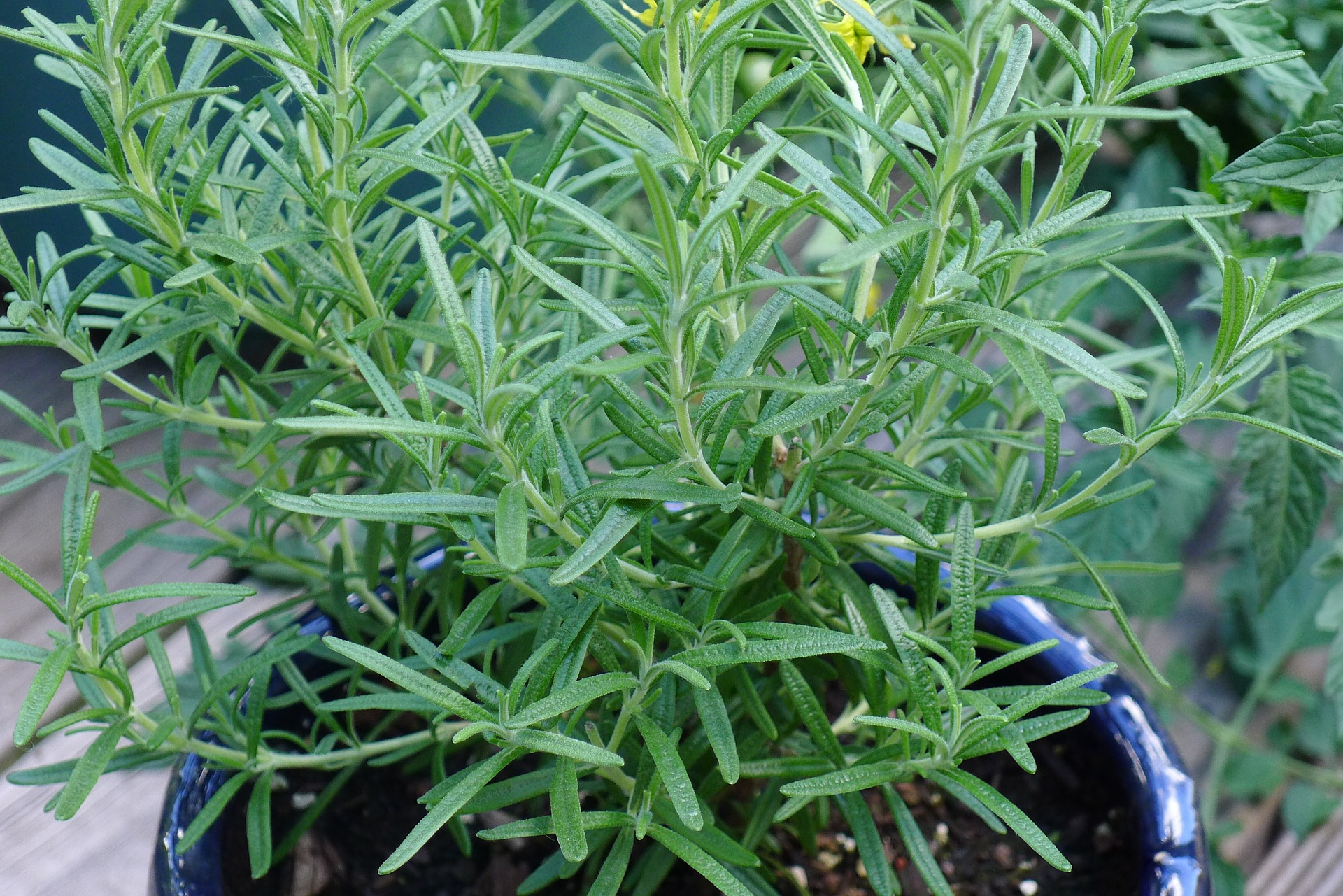 How to Overwinter Rosemary Grow Rosemary Indoors The