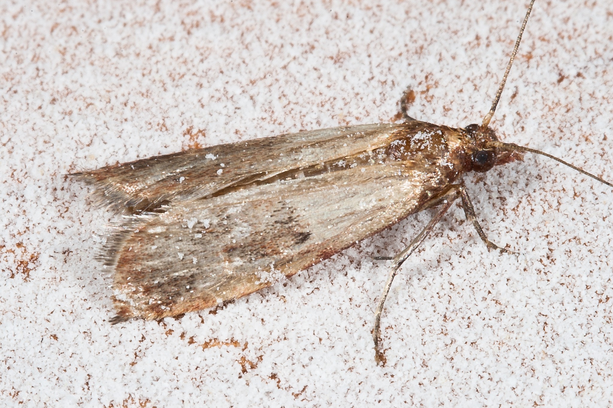 How To Get Rid of Pantry Moths and Beetles