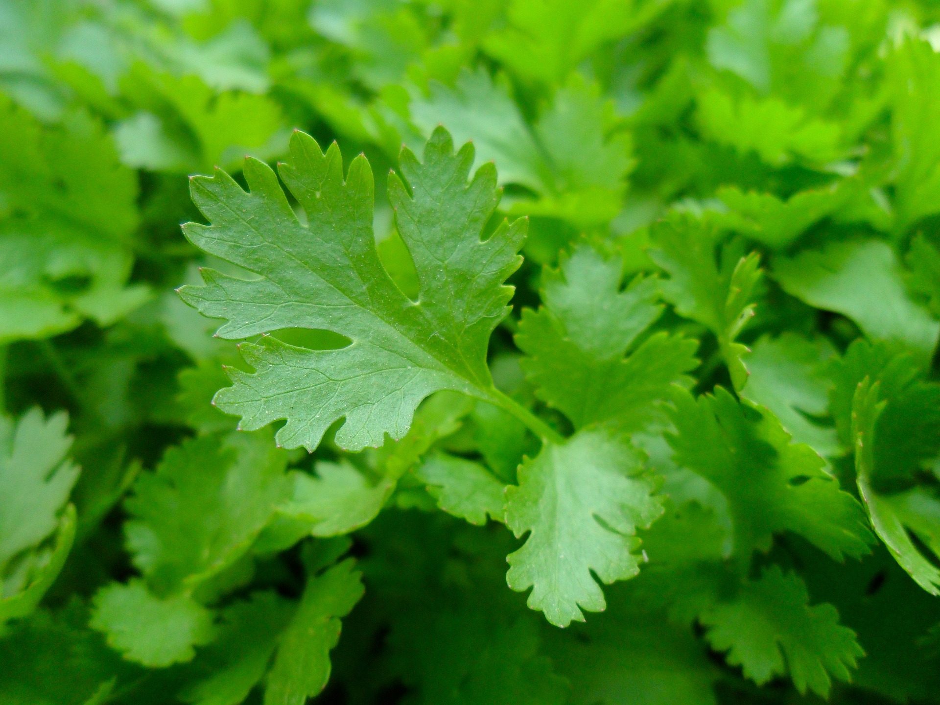 All About When To Plant Parsley Seeds