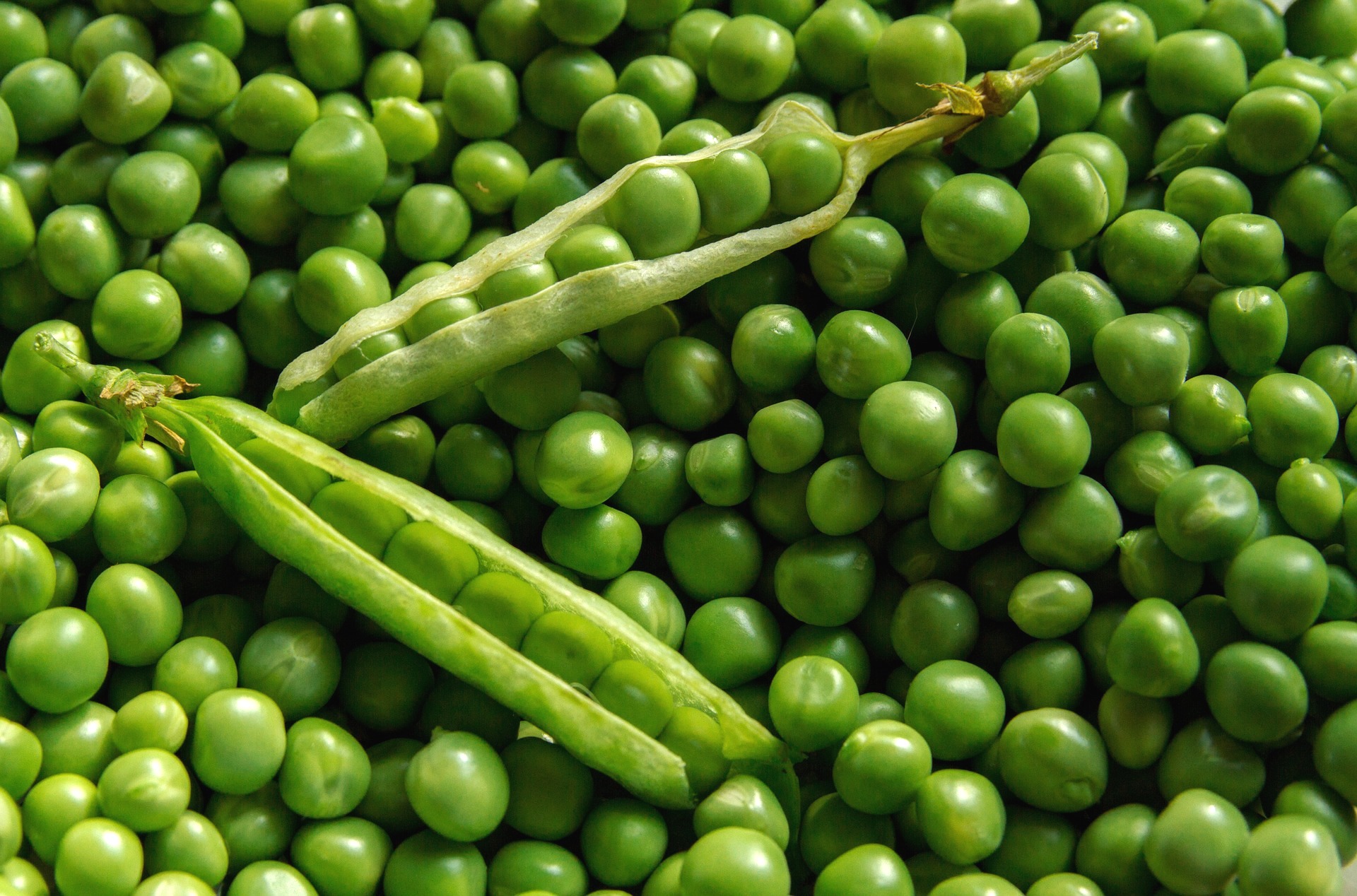 Growing Peas: Planting, Growing, and Harvesting Pea Plants | The Old  Farmer's Almanac