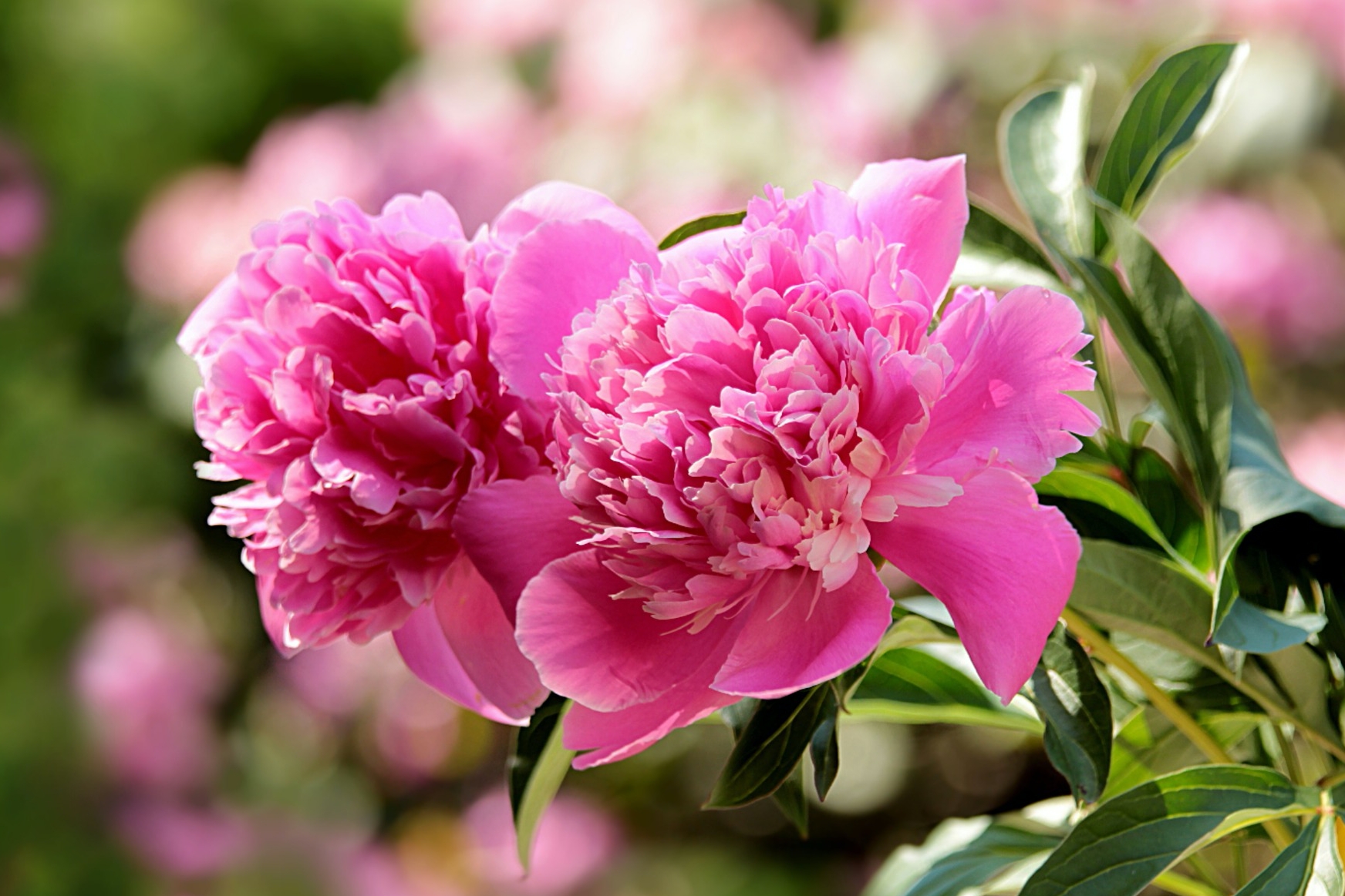 Peonies Planting Growing And Caring For Peony Flowers The Old Farmer S Almanac