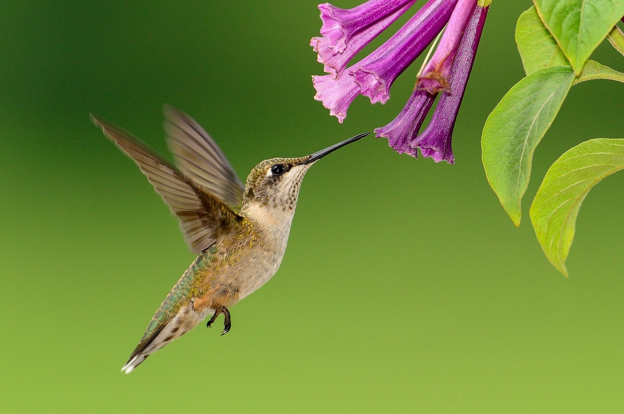 Plants That Attract Hummingbirds The Old Farmer S Almanac