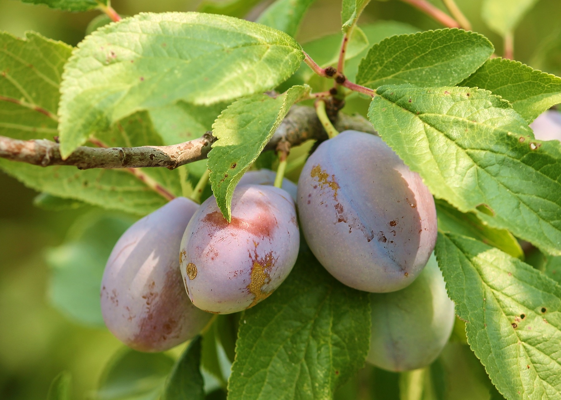 Japanese Plum Pollination Chart