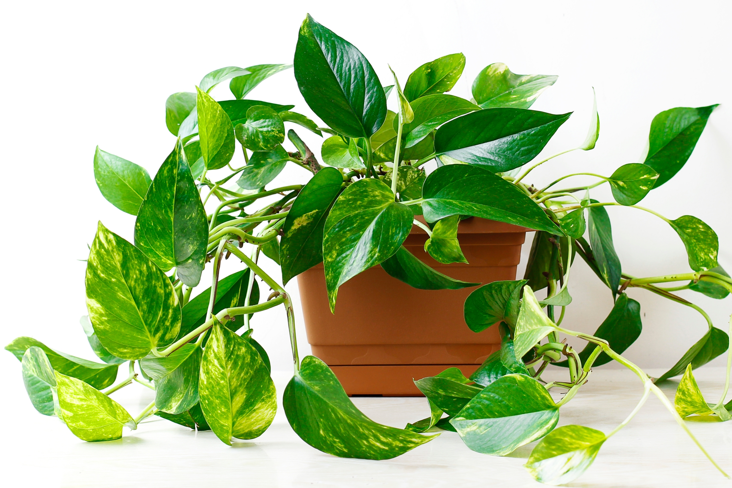 Are Marble Pothos Toxic To Cats - Cat Meme Stock Pictures and Photos