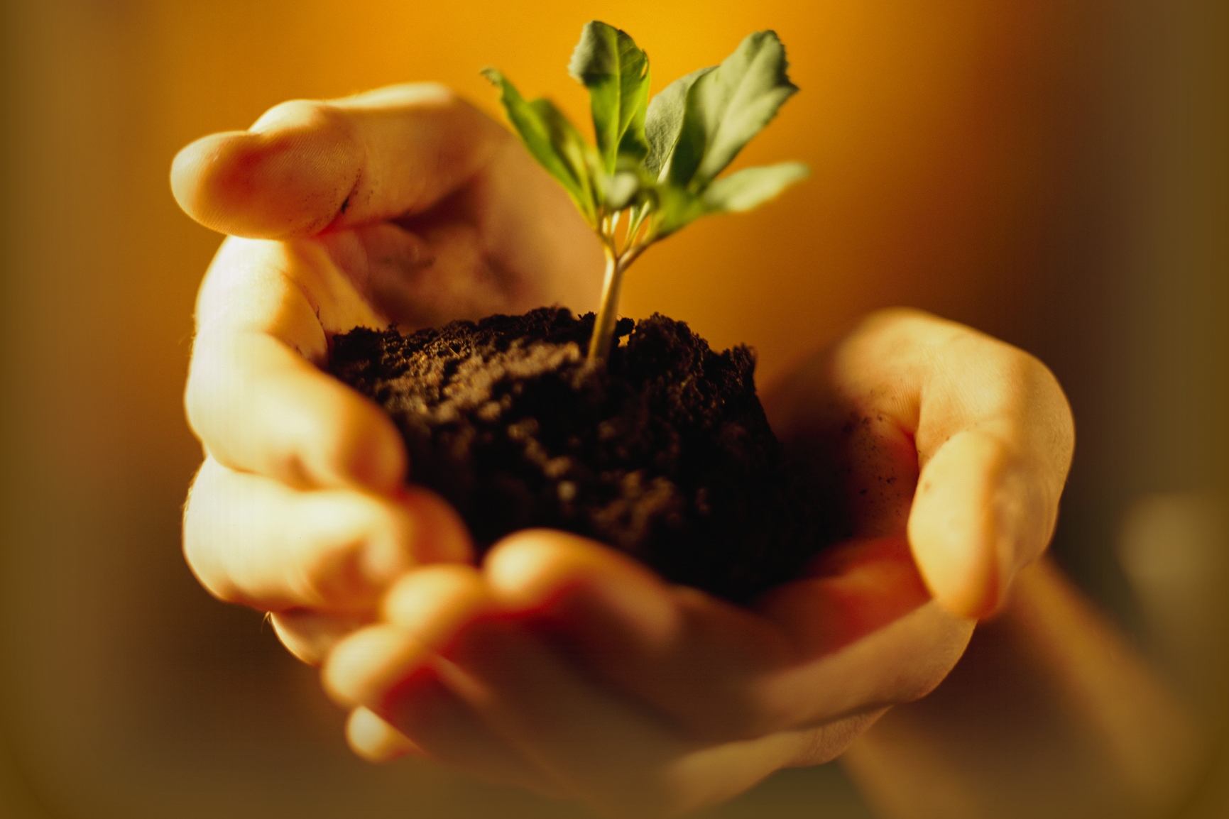 Preparing Soil for Planting: N-P-K, Soil pH, Soil Amendments, and ...