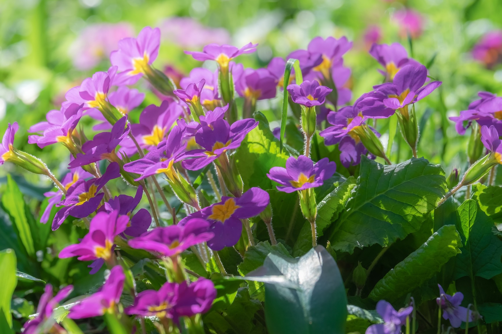 February Birth Flowers Primrose And Violet What Do They Mean The Old Farmer S Almanac