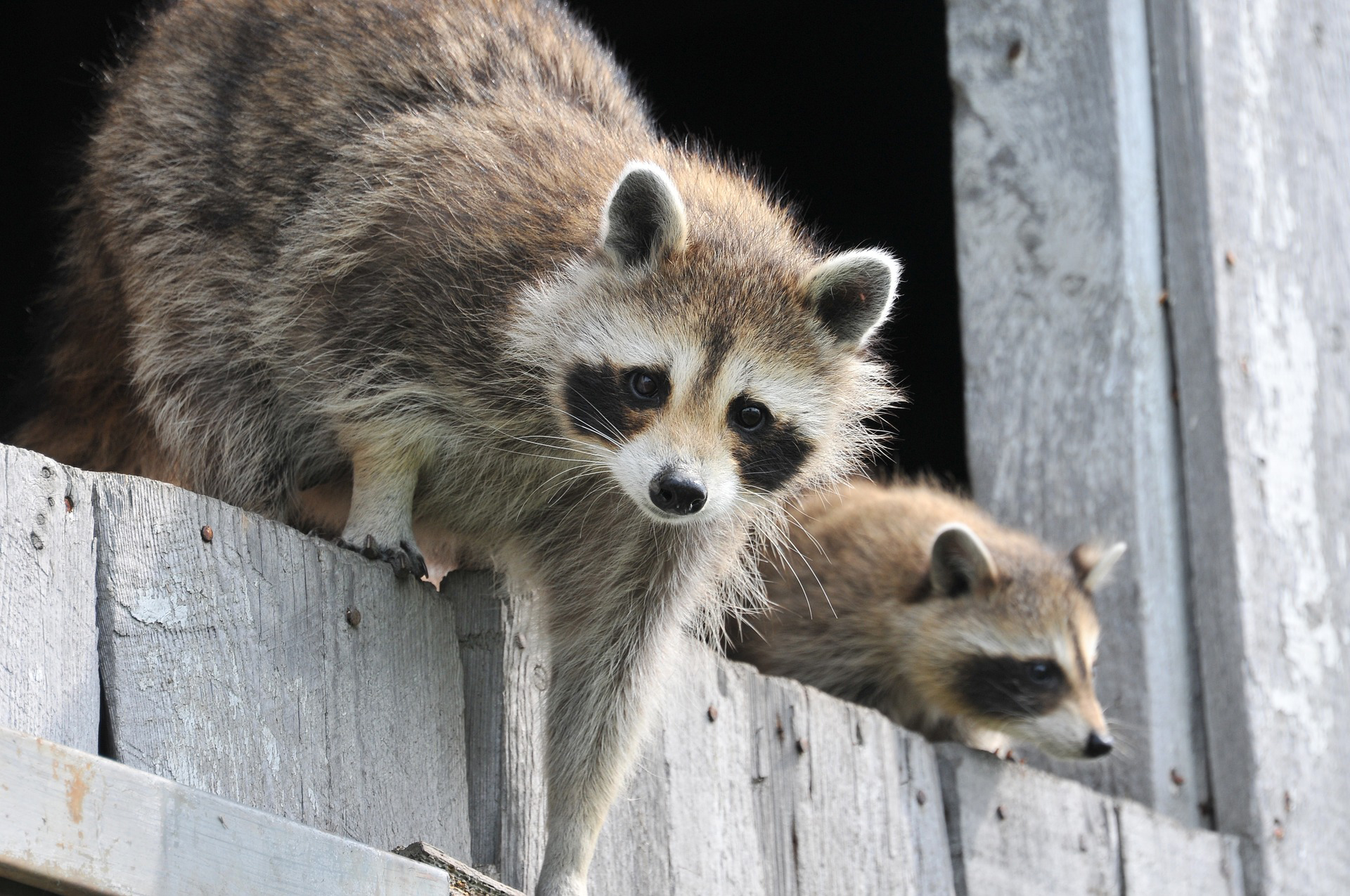 Raccoons How To Identify And Get Rid Of Raccoons In The Garden