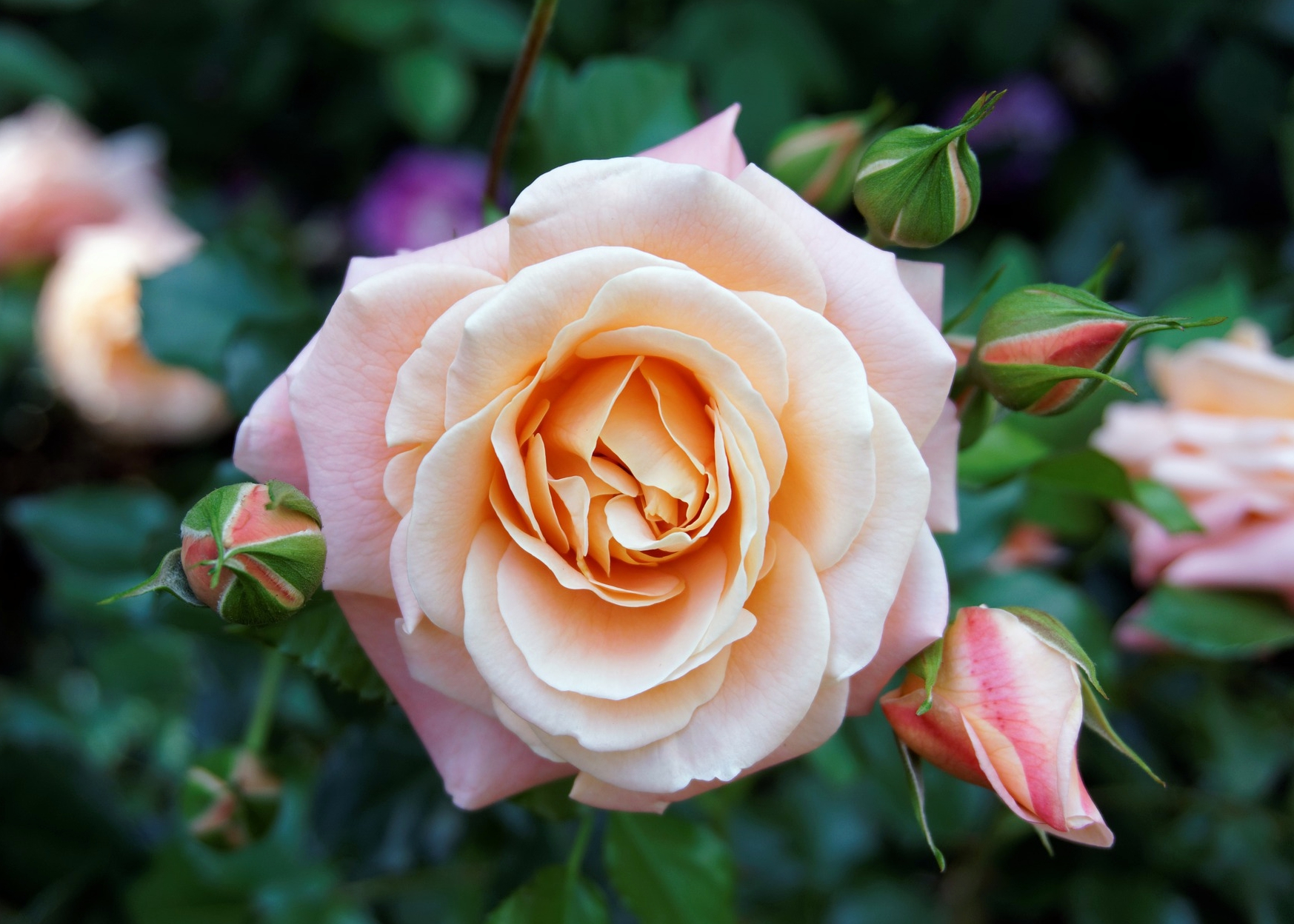 roses: planting, growing, and pruning roses | the old farmer's almanac