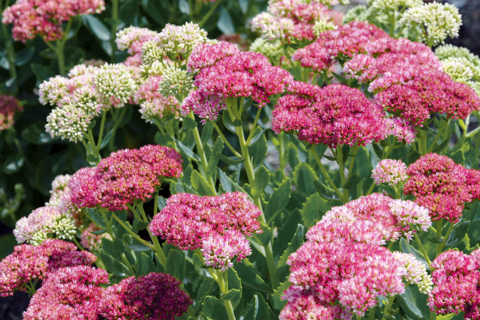 Sedum Stonecrop How To Plant Grow And Care For Sedum Plants The Old Farmer S Almanac