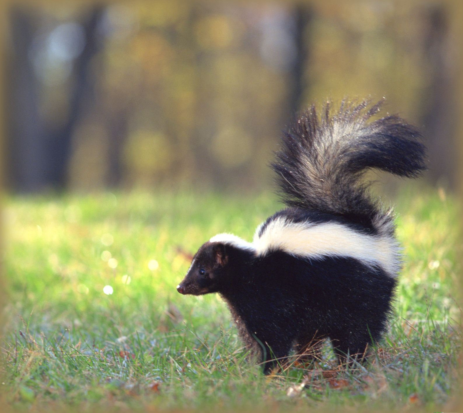 Skunks How To Get Rid Of Skunks In The Garden The Old Farmers