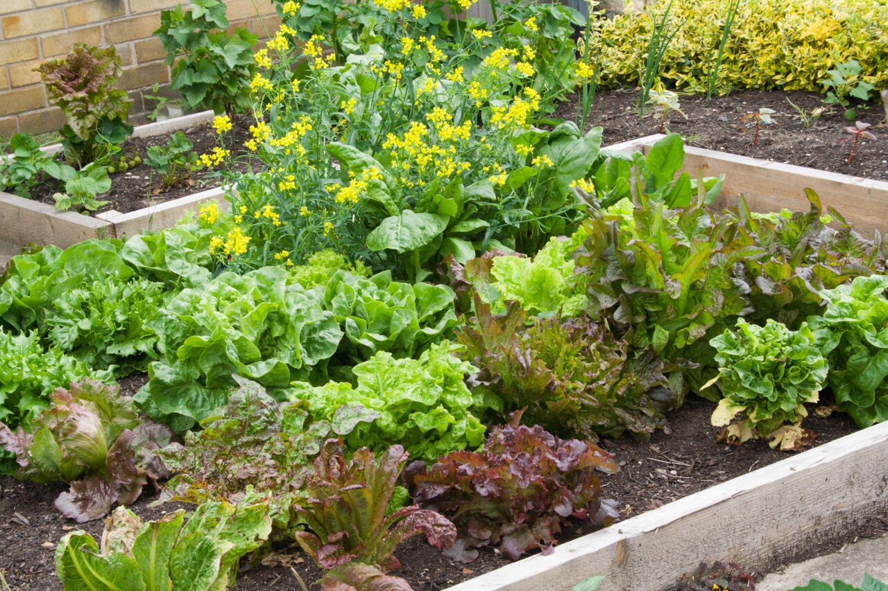 Small Vegetable Garden Plans Layouts | The Old Farmer's Almanac on Small Garden Designs And Layouts
 id=57773