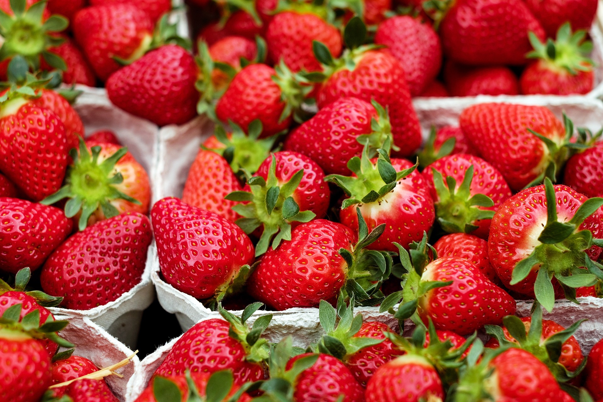 Strawberries: Planting, Growing, and Harvesting Strawberry Plants ...