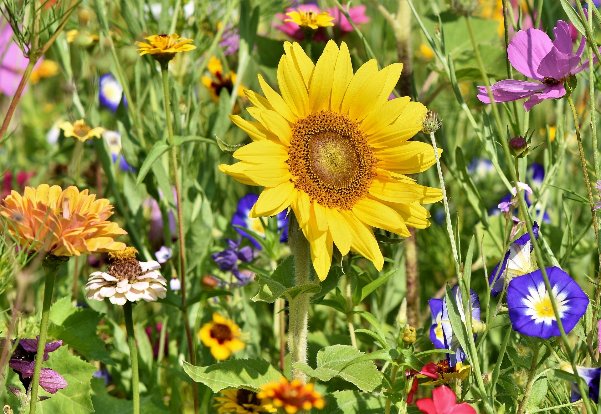 Why You Should Plant Annual Flowers Old Farmer S Almanac