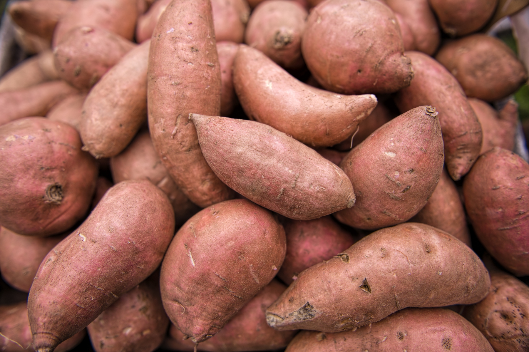 Sweet Potatoes Planting Growing And Harvesting Sweet Potatoes The Old Farmer S Almanac