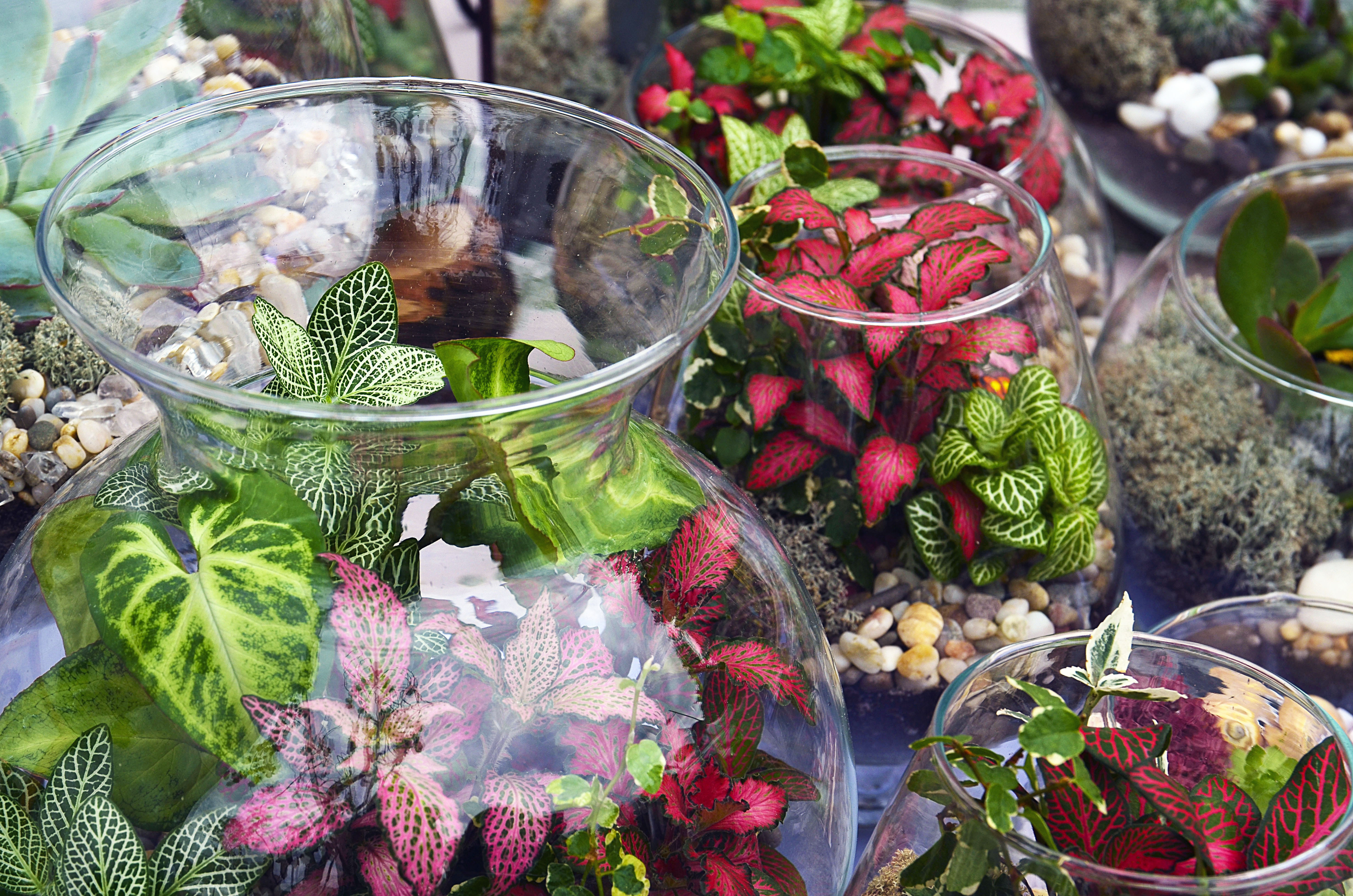 How to Make a Terrarium: The Best Plants for Terrariums | The Old