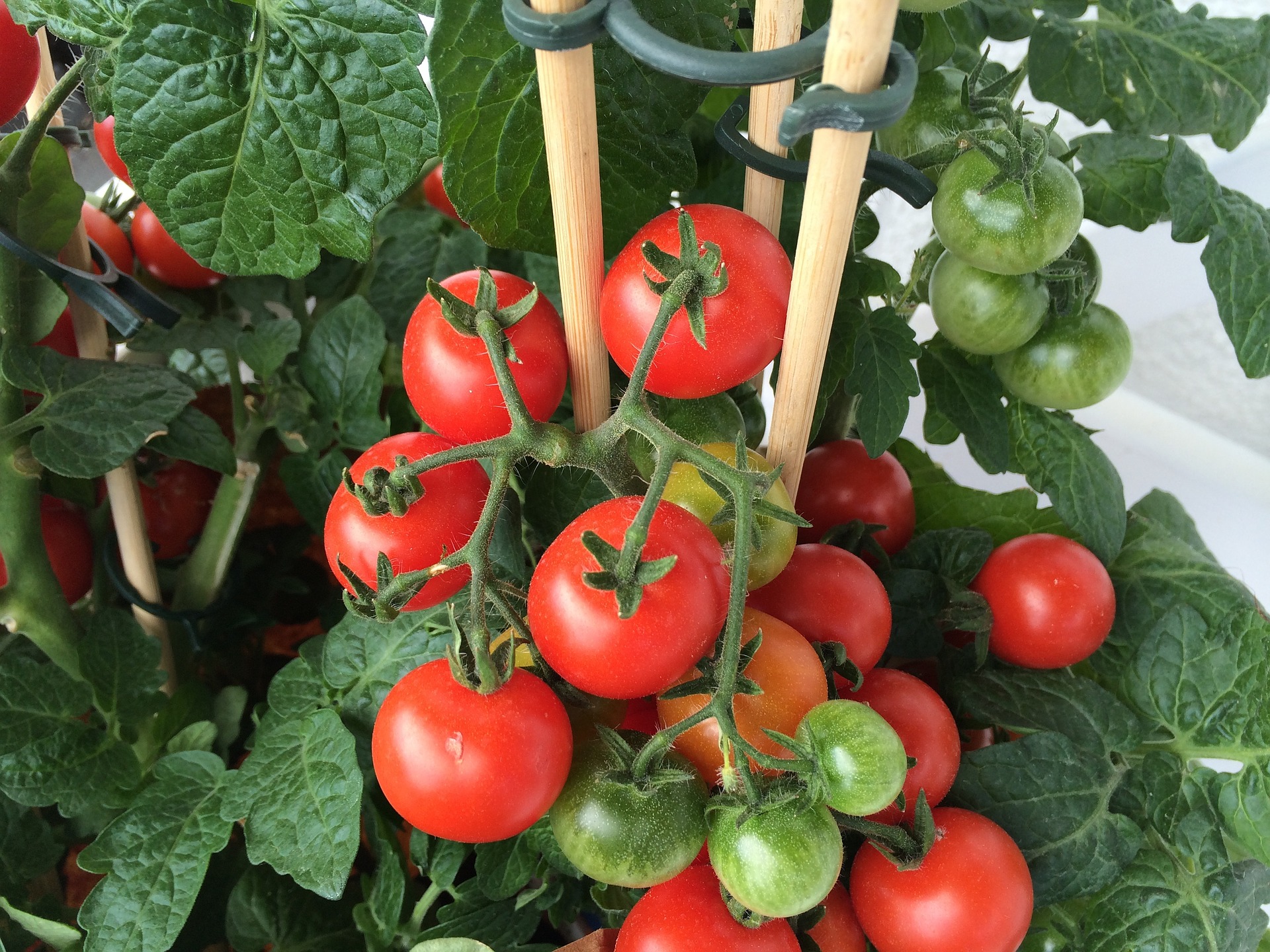 Container Gardening With Vegetables Getting Started The Old