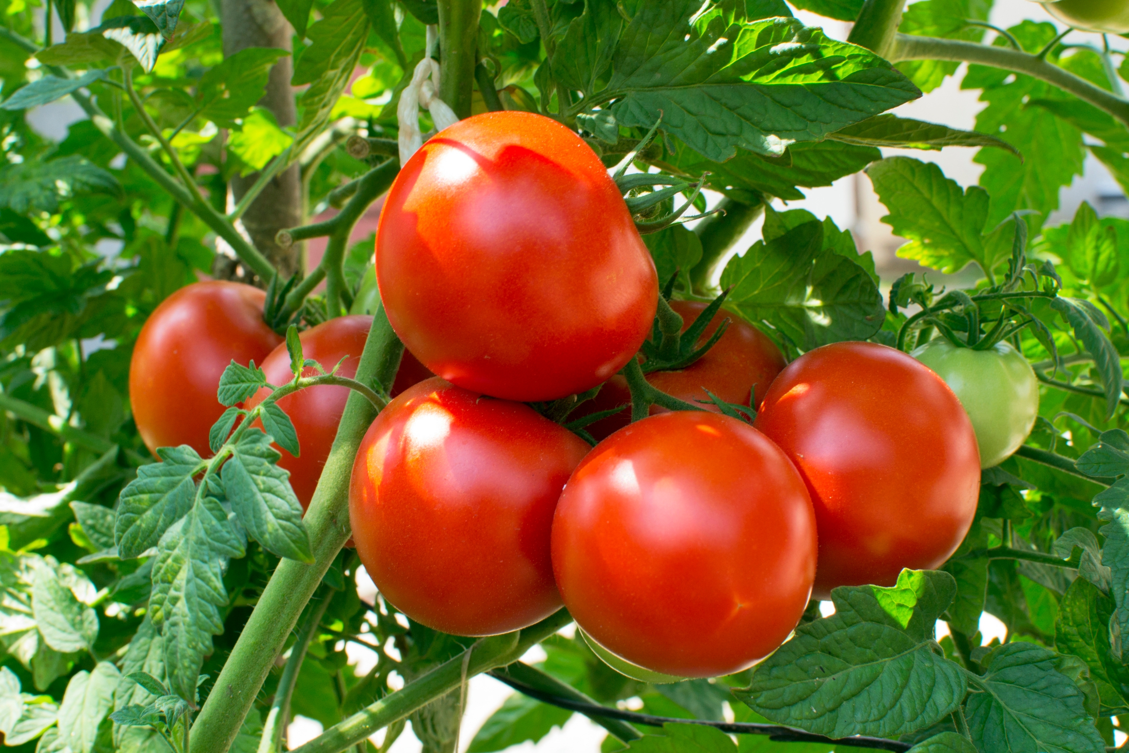 Growing Tomatoes: From Planting to Harvest | The Old Farmer's Almanac