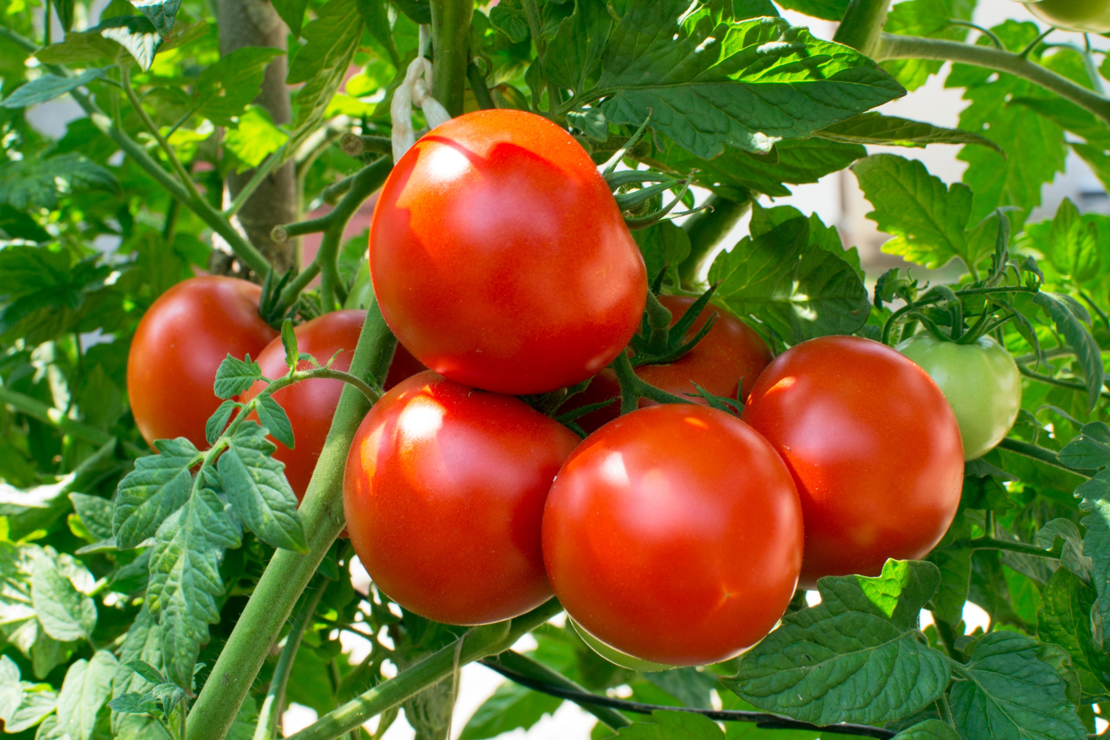 Tomato Plant Growth Chart