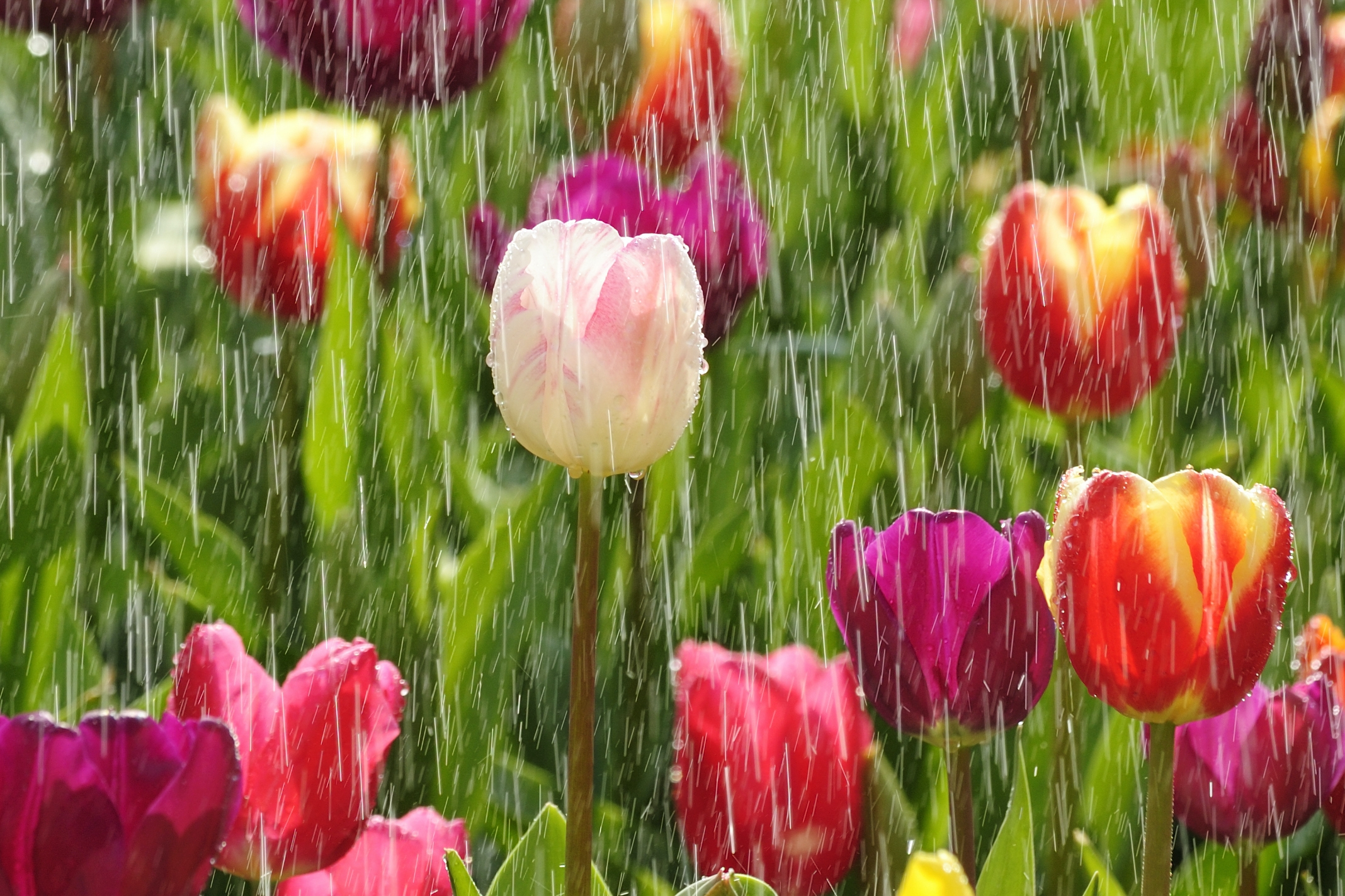 Spring Weather Forecast 21 Rain Or Shine Flowers Or Frost The Old Farmer S Almanac