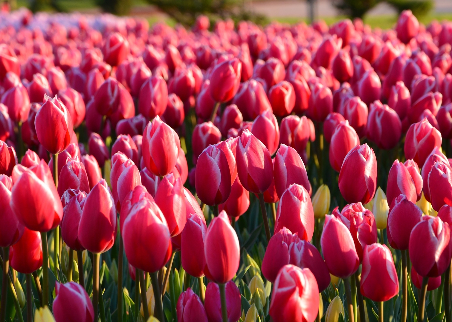 tulips: how to plant, grow, and care for tulip flowers | the old