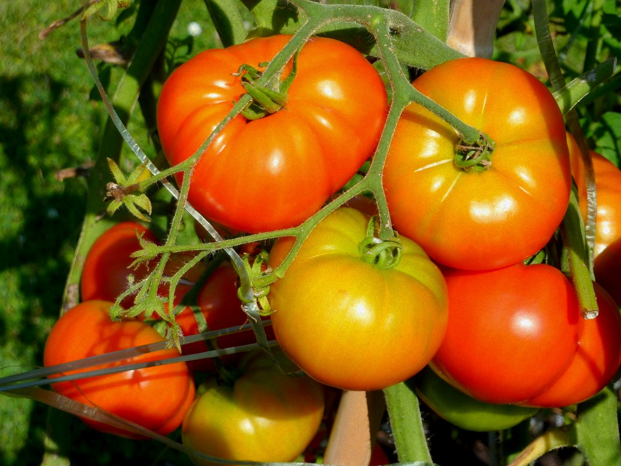 Vegetable Growing Chart