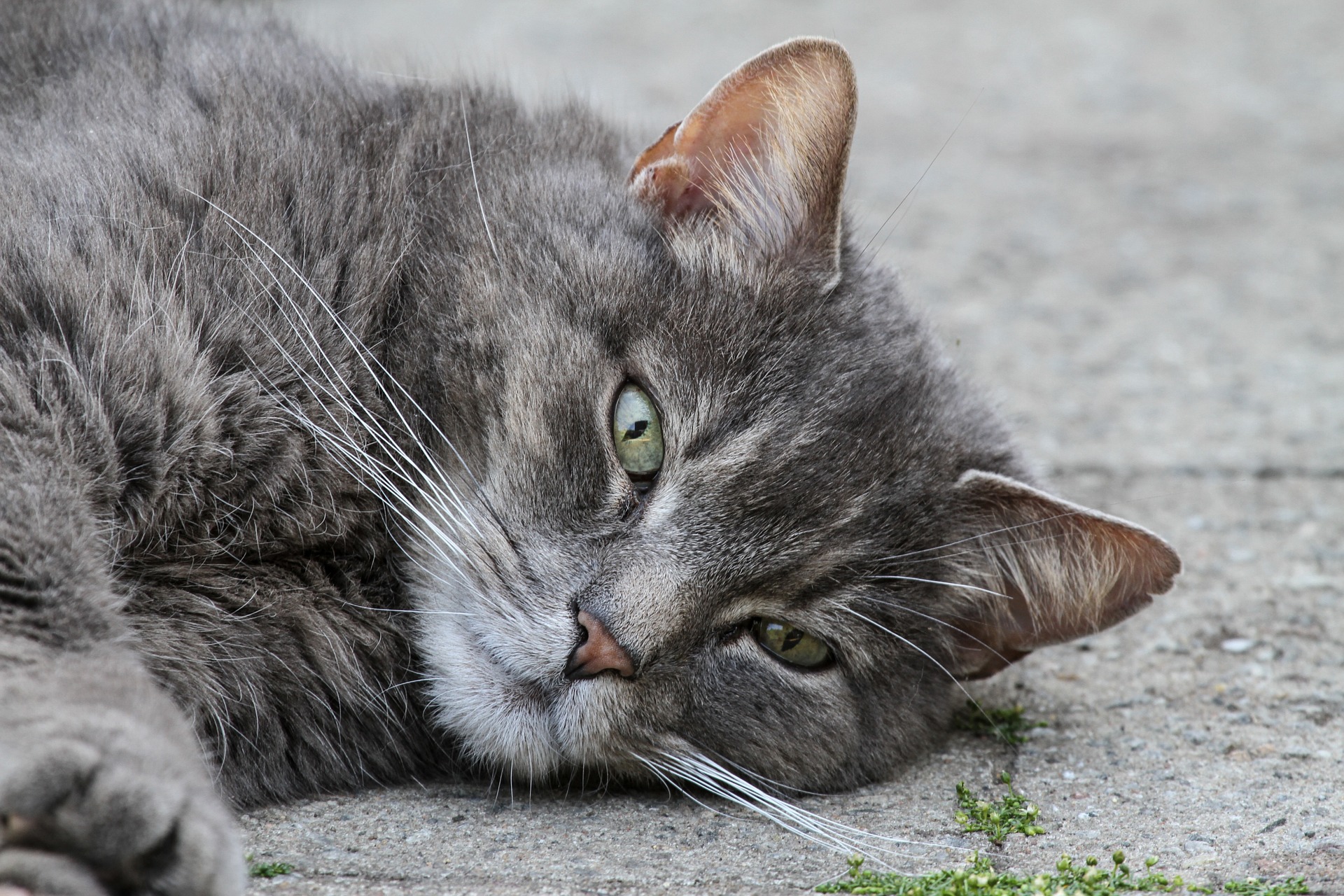 track my cat