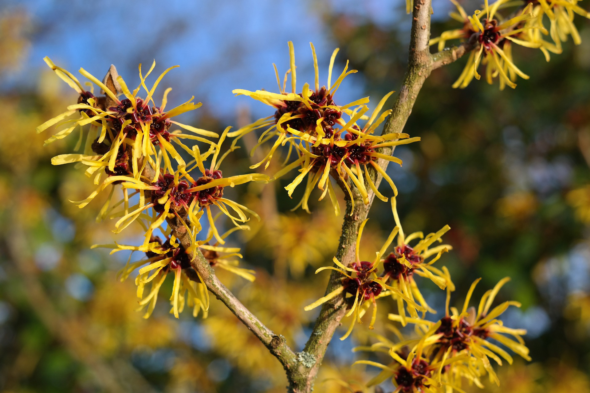 Witch hazel for pimples