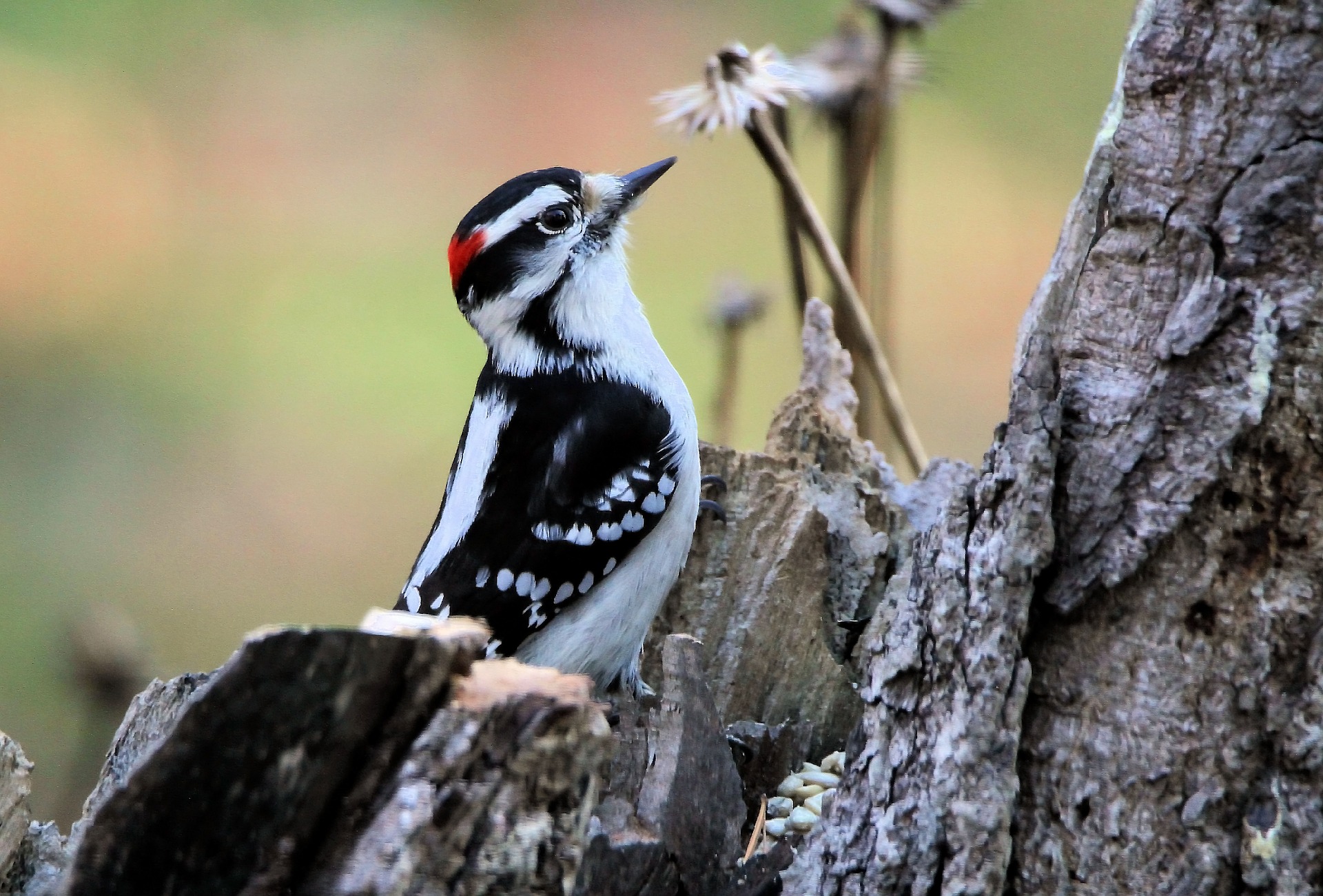 Woodpeckers Facts And Common Species Photos The Old Farmer S Almanac