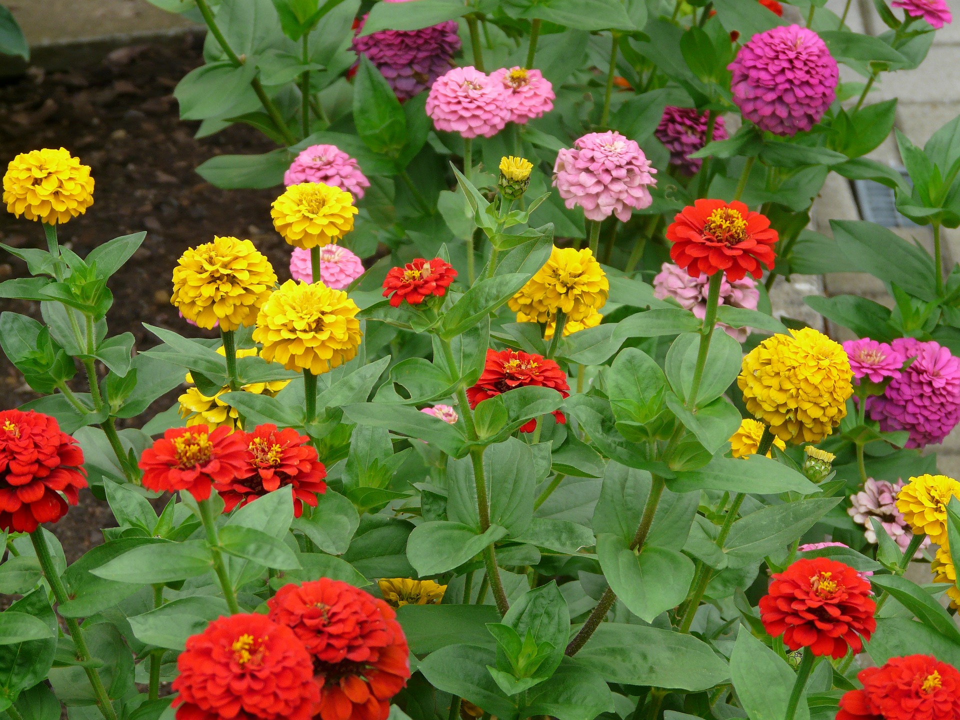 Zinnia Idee Et Astuce De La Maison