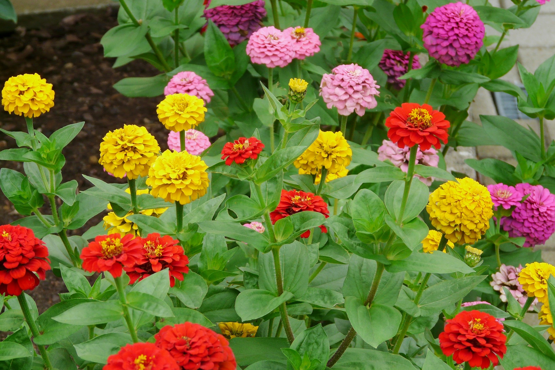 Zinnias How To Plant Grow And Care For Zinnia Flowers The Old Farmer S Almanac