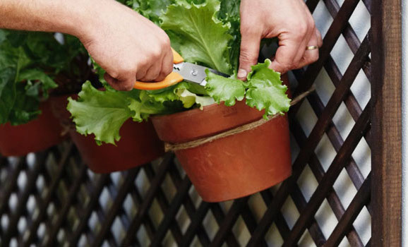 Best Grow Bags for Leafy Vegetables: A Simple and Efficient