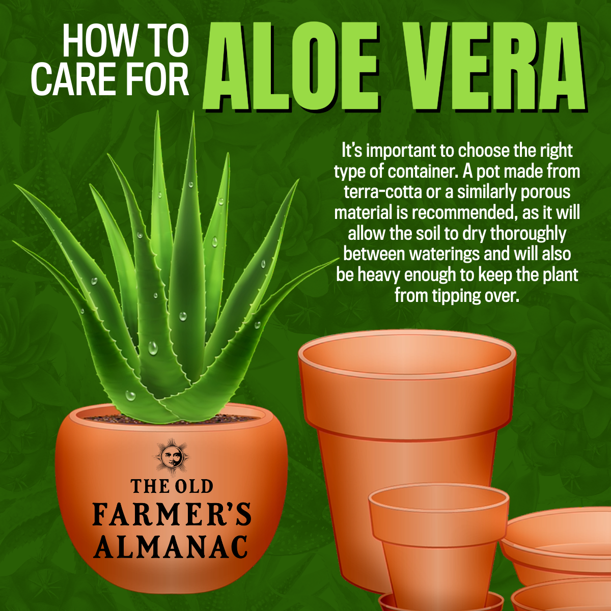 how to care for aloe vera infographic
