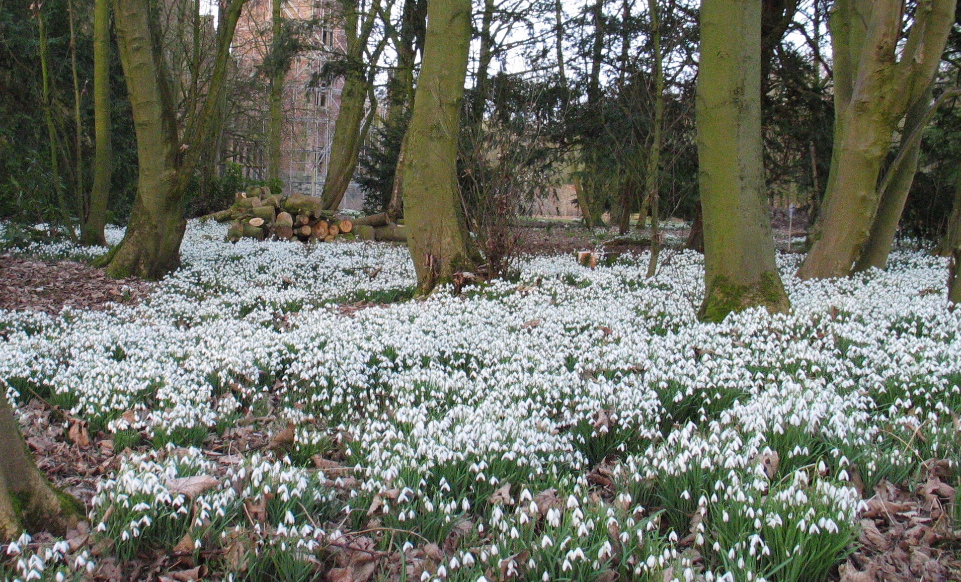 Snowdrops blooming in mass at Bank Hall in the UK.