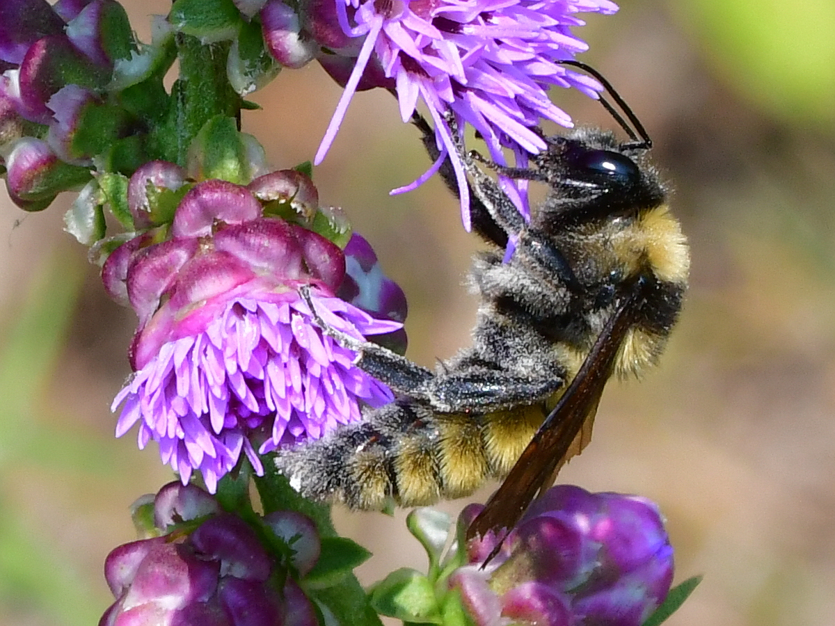 Male bumblebee on a rough blazing star.