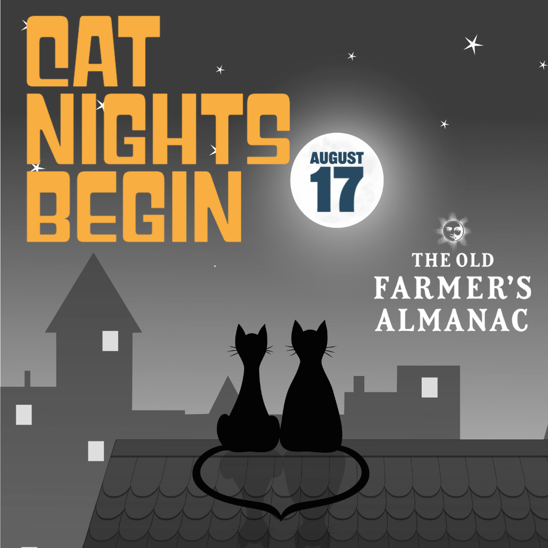 cat nights begin on august 17