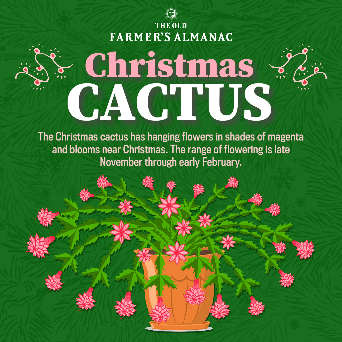 christmas cactus infographic