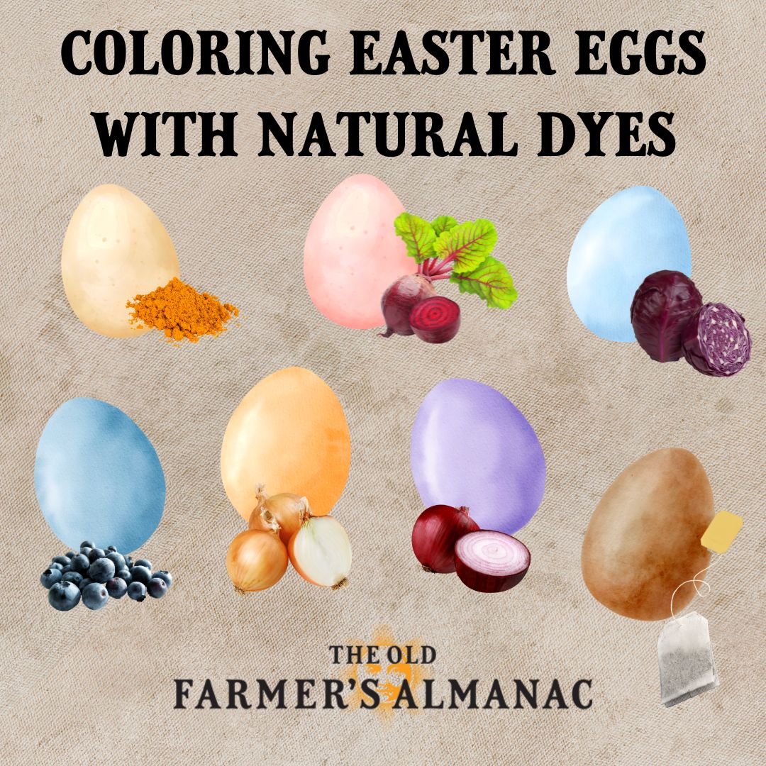 coloring easter eggs with natural dyes